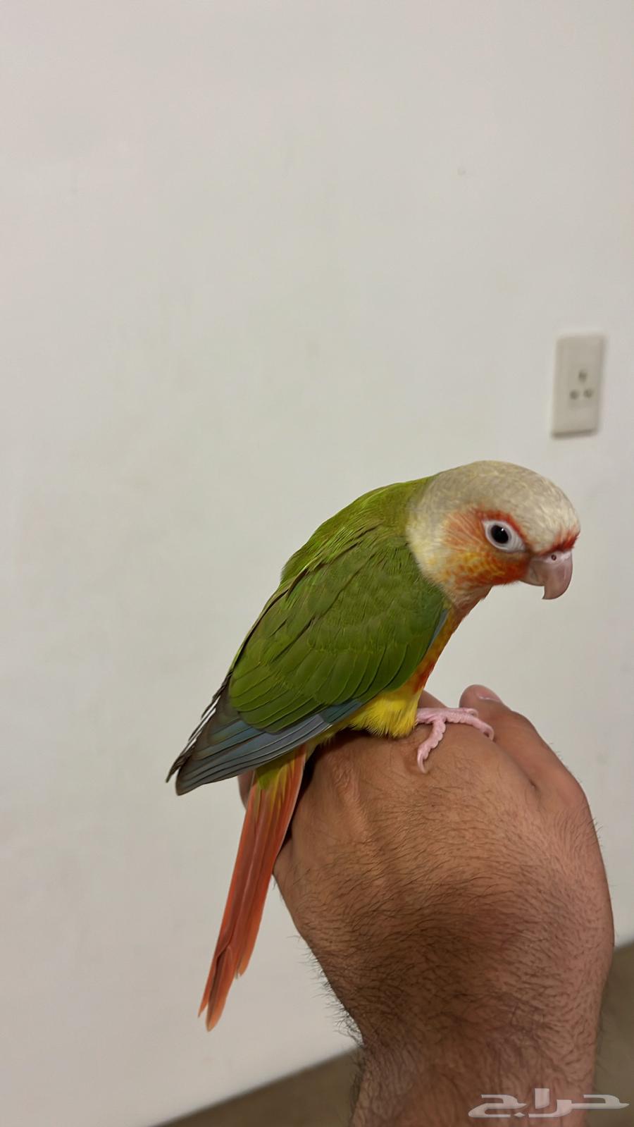 ببغاء كنيور اليف64585893616259112