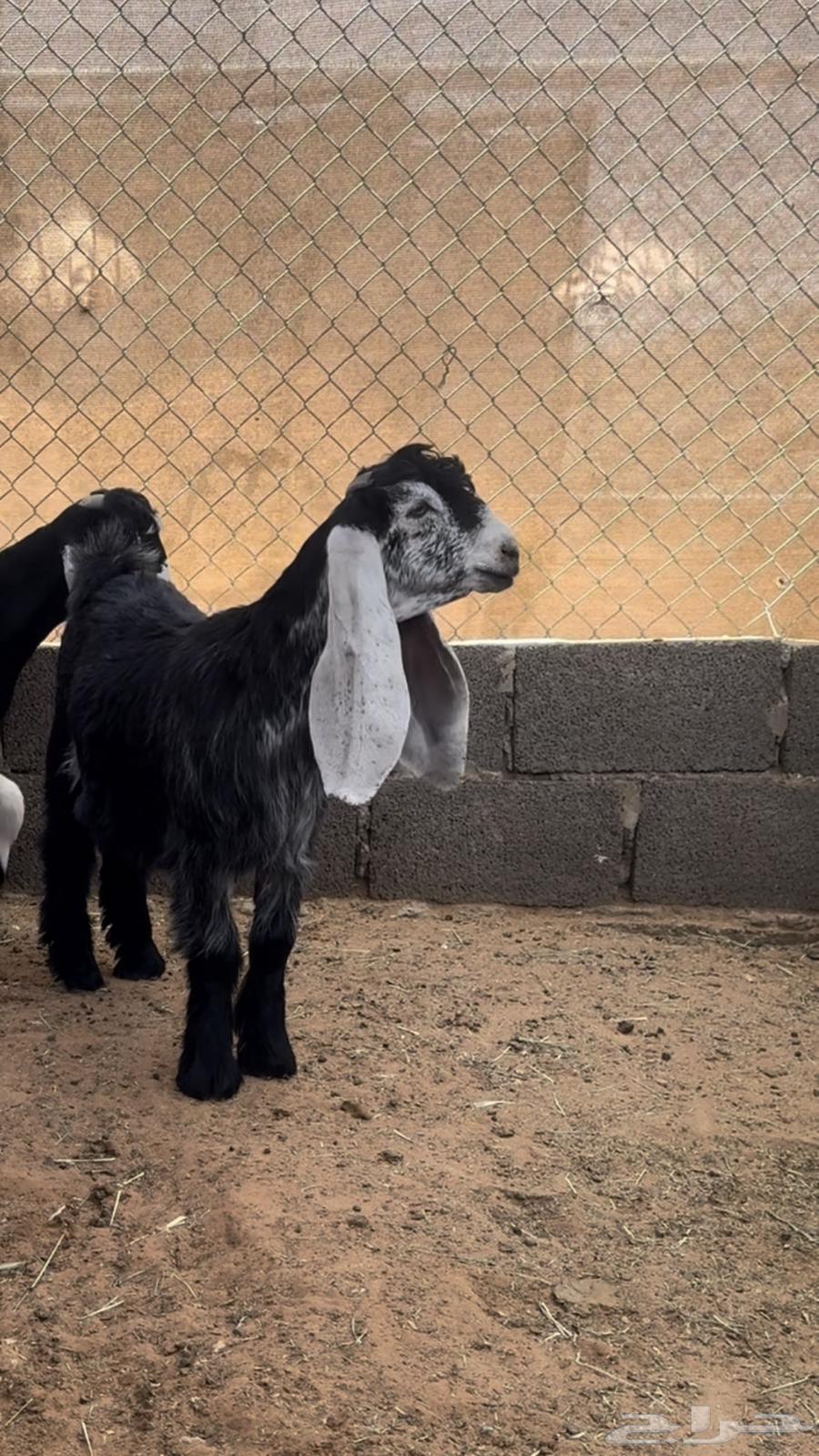 جفره عارضيه خصم64581952230403110