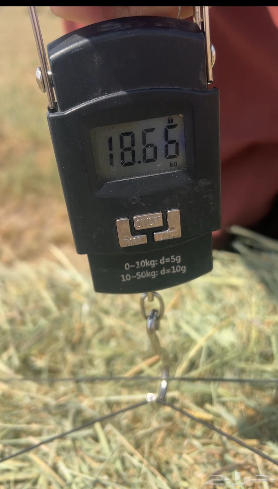 Rice Safi became 9064583625707521112