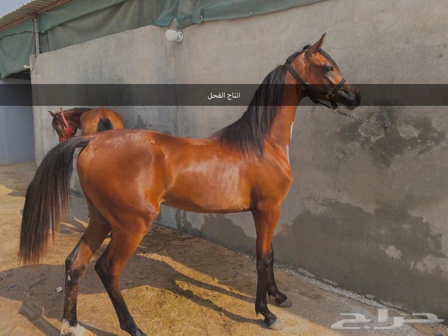 فحل مربط فاخر64580568441602113