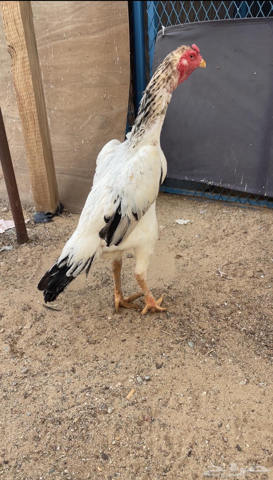 دجاجه شامو ياباني تم البيع64580840387585110