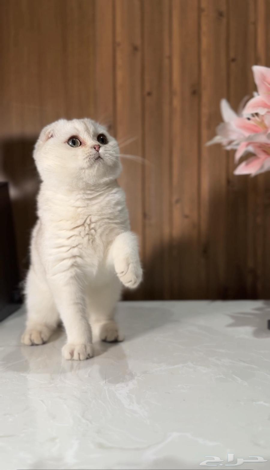 للبيع كيتن سكوتش تربل فولد سلفر فاخر64496778366595110