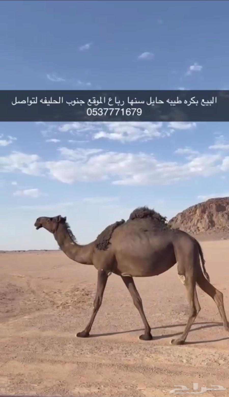 البيع بكره طيبه حايل64581292739843110