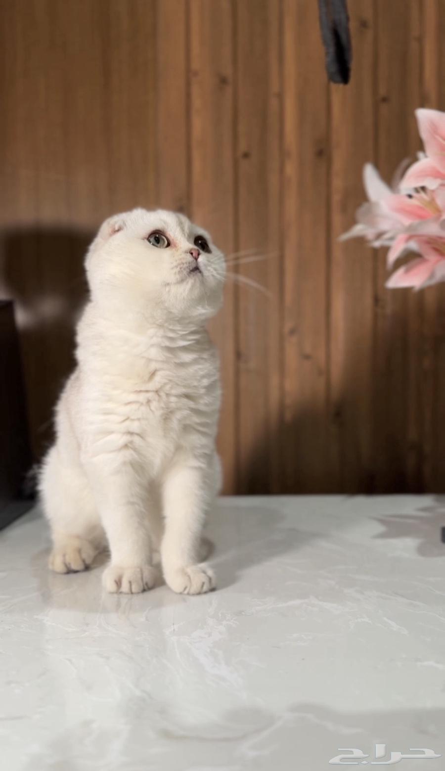 للبيع كيتن سكوتش تربل فولد سلفر فاخر64496778366595111