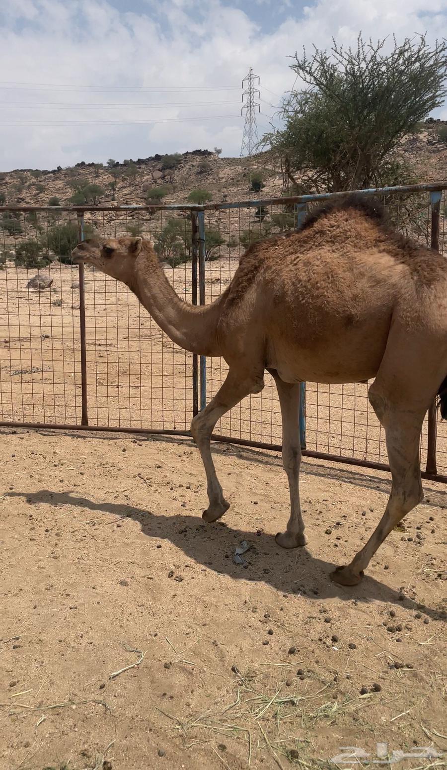 للبيع بكره64587022576897110