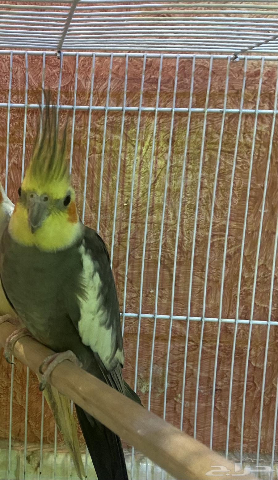 طيور كروان64583208002433110