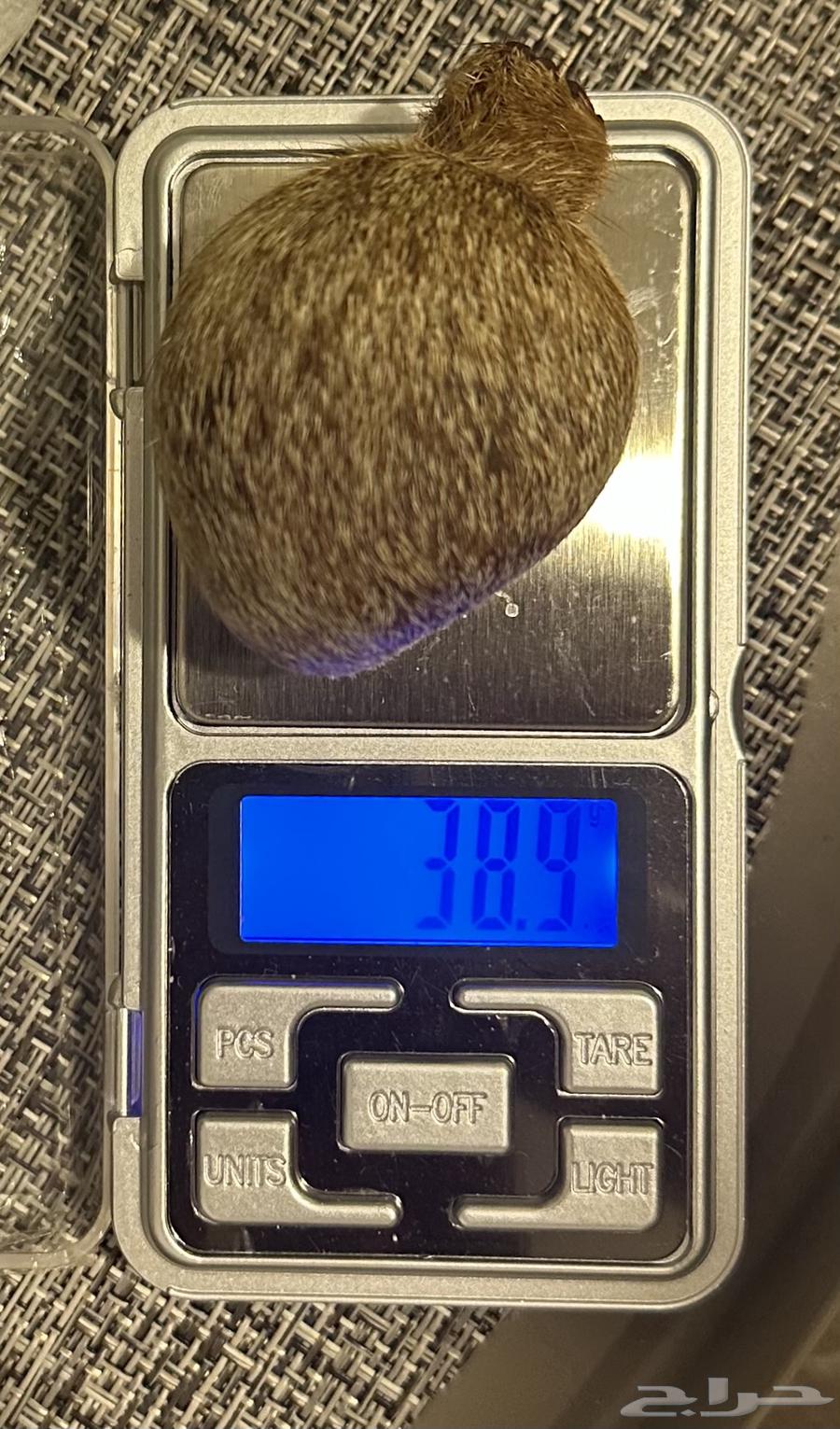 Musk Gland (Deer Musk) Only Three Pieces64469795170050112