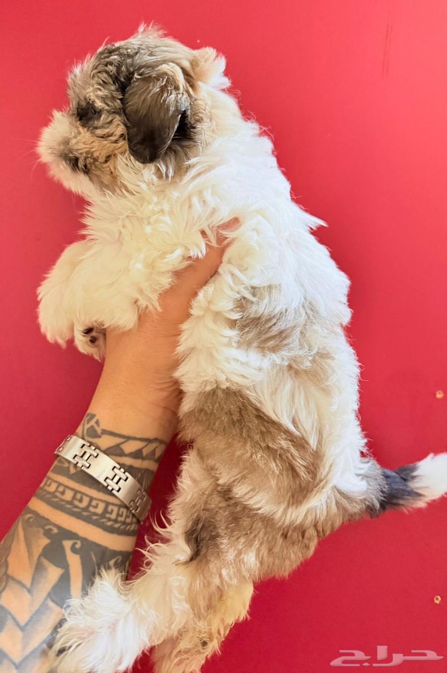 كلبين شيتزو للبيع عمرهم 65 يوم64583668505731114