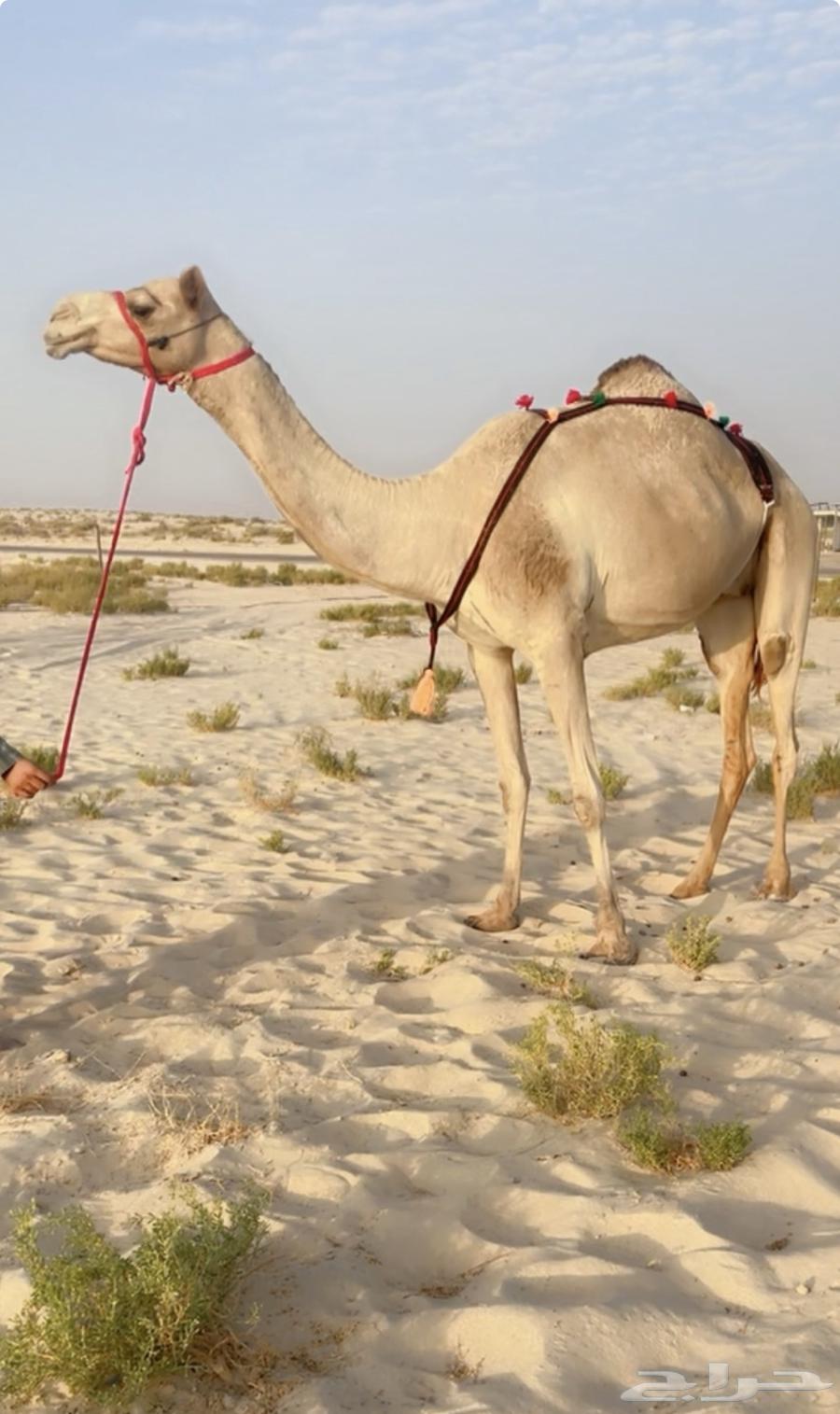 عشرا سودانيه طيبه ( تم البيع )64586276739969110