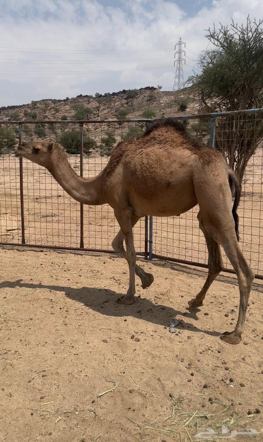 للبيع بكره64587022576897112