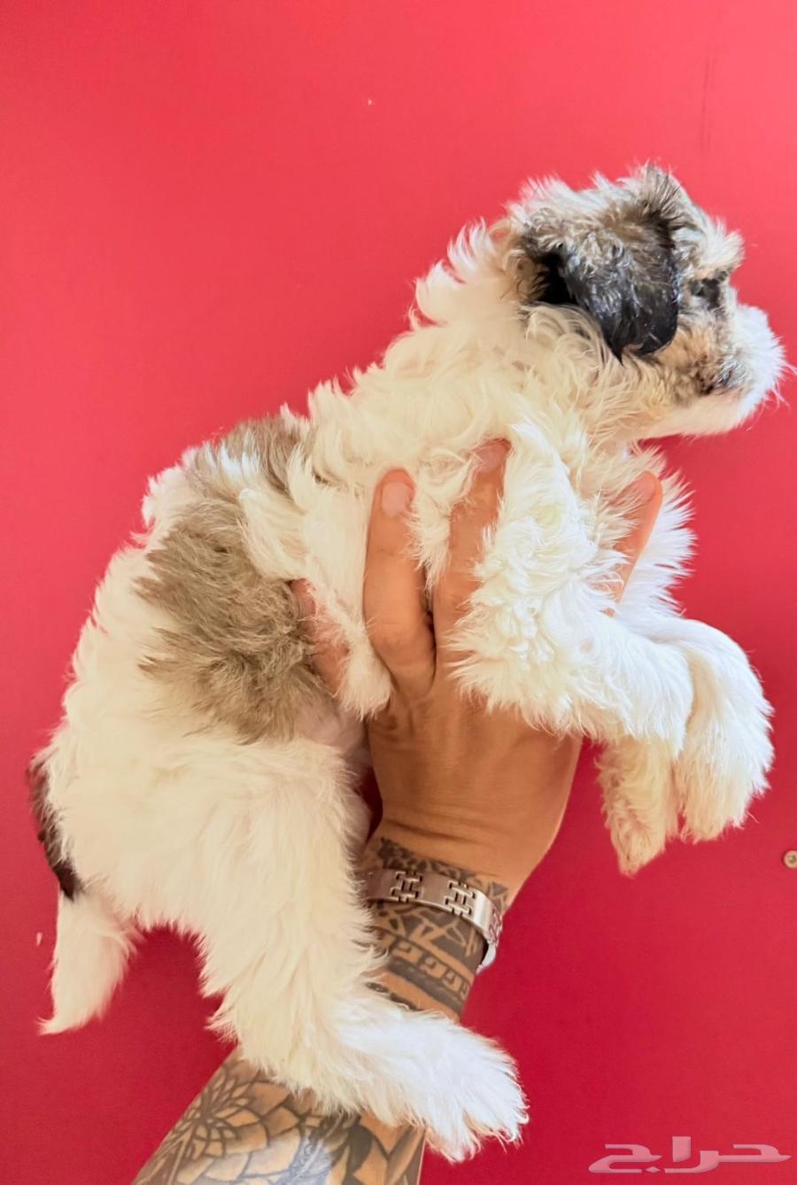 كلبين شيتزو للبيع عمرهم 65 يوم64583668505731113