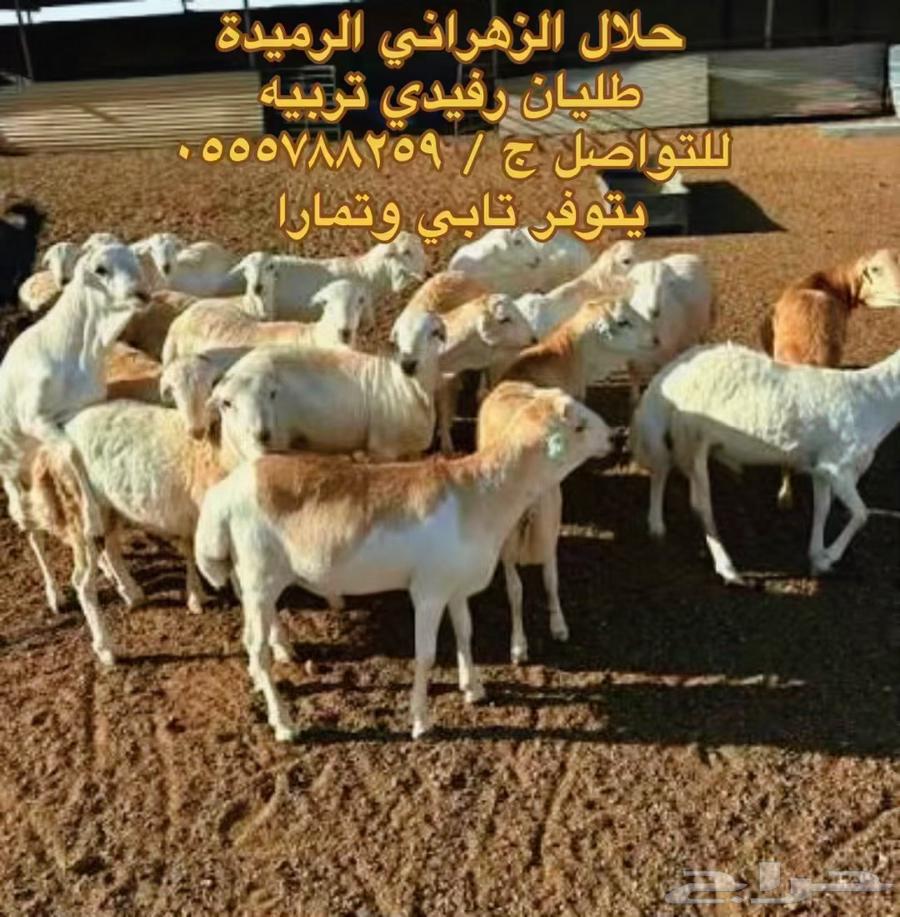 طليان رفيدي ذبايح طيبات بالحيل64581746059395110