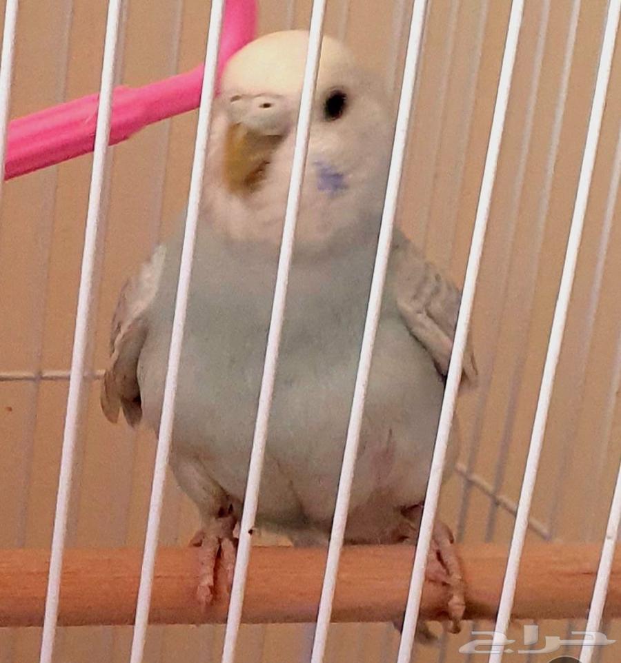 طيور حب64584149307266110