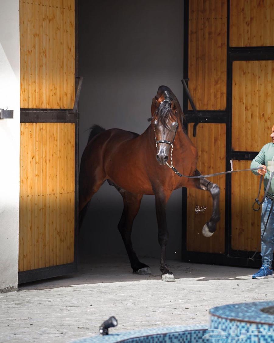 فحل مربط فاخر64580568441602114