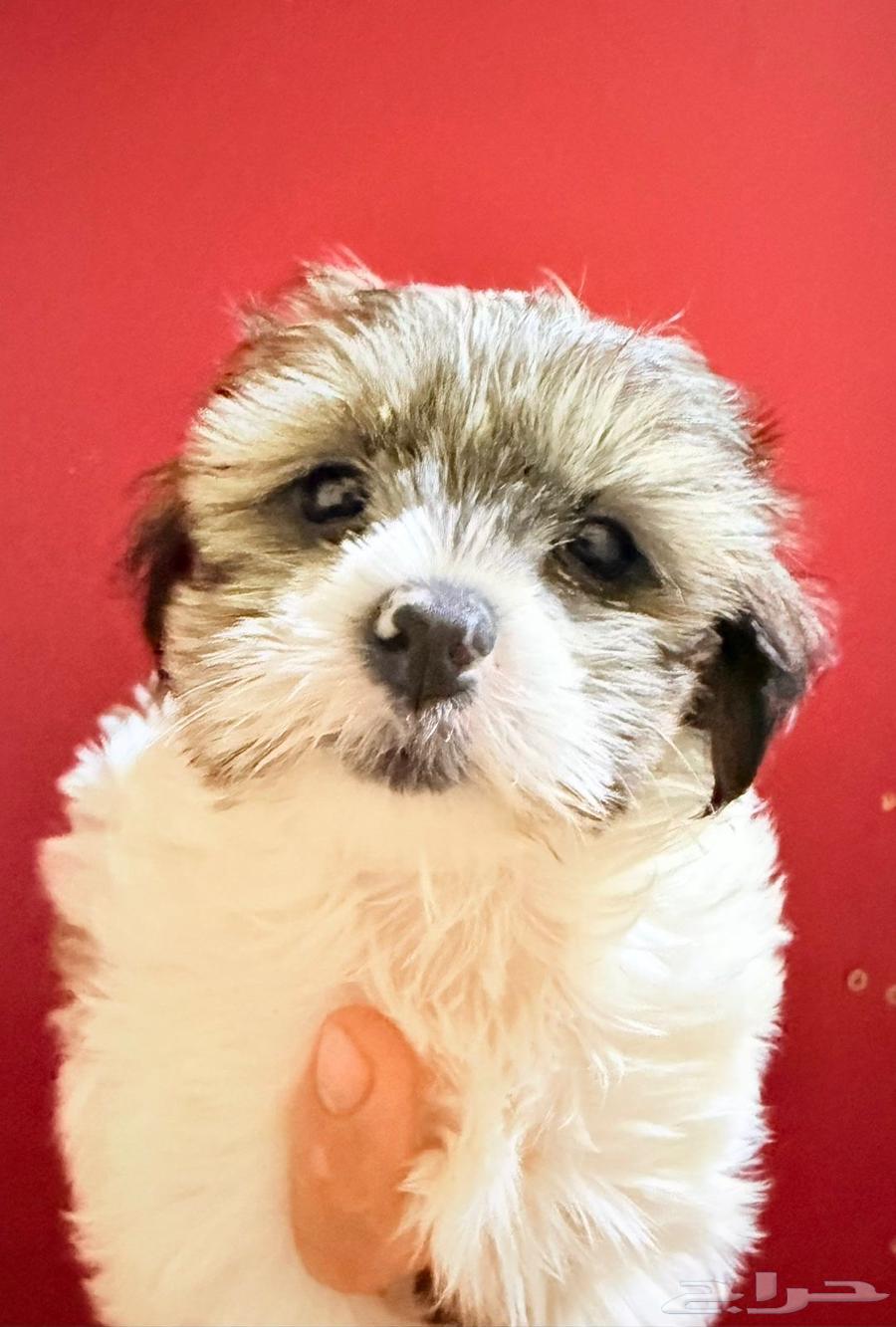 كلبين شيتزو للبيع عمرهم 65 يوم64583668505731110