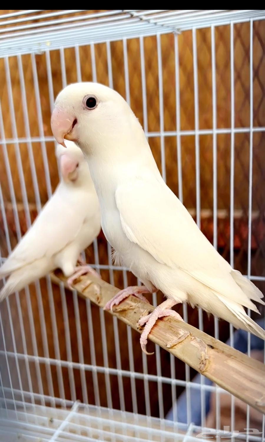 روز البينو منتج احجام64587206263681110