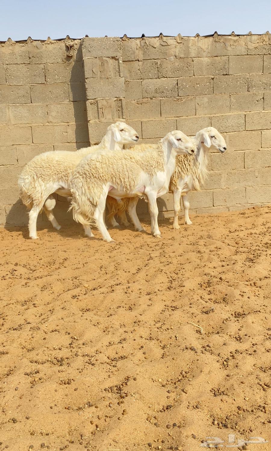 للبيع فحول حري حرش صنف64583357843202114