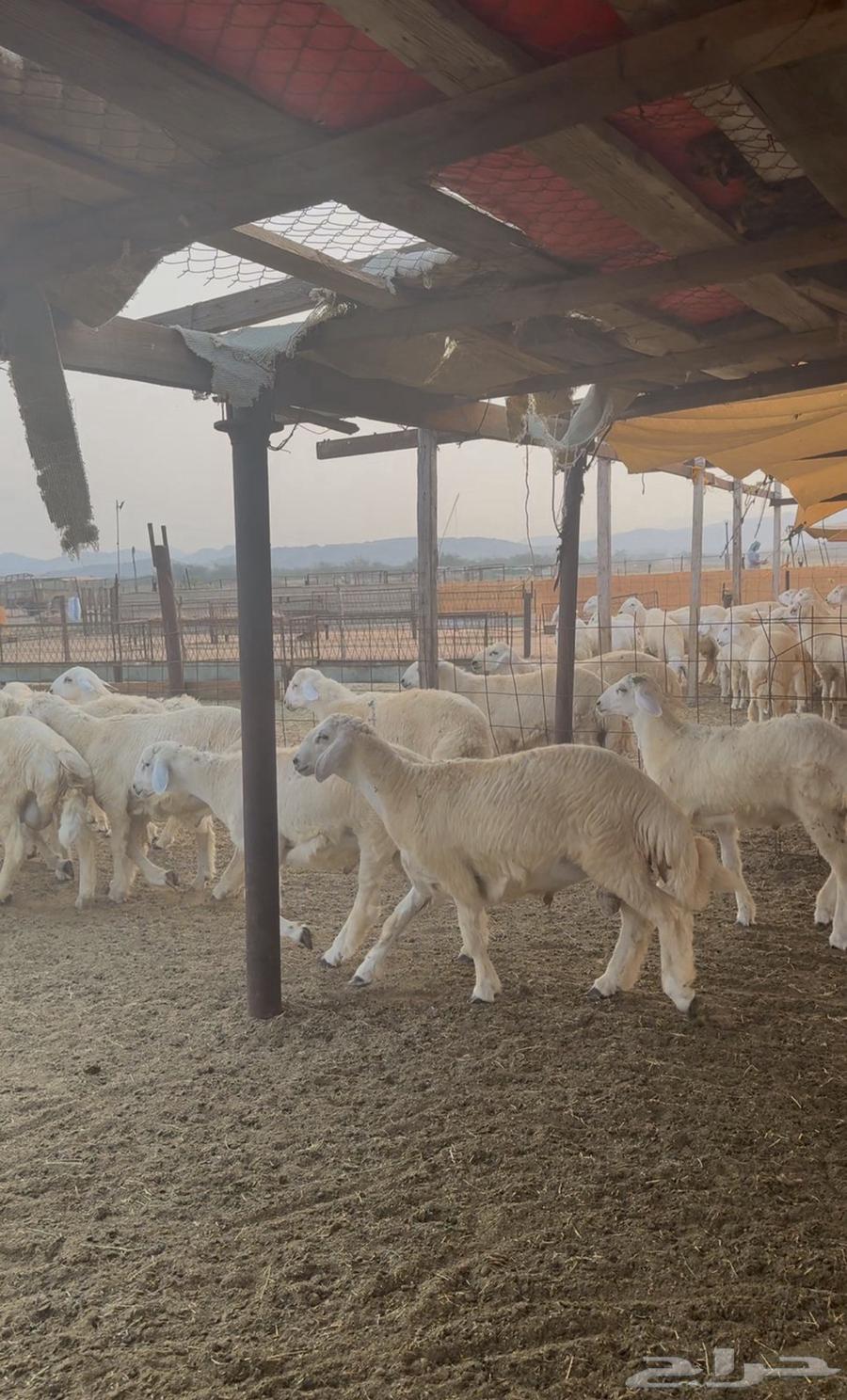 طليان حري 42 راس للبيع64582629463041113