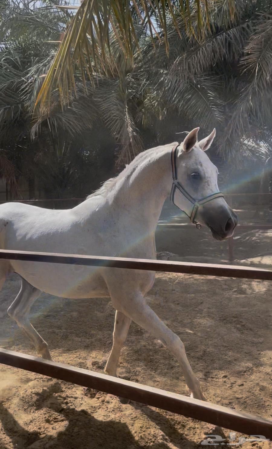 فرس شعبيه64581374974595110