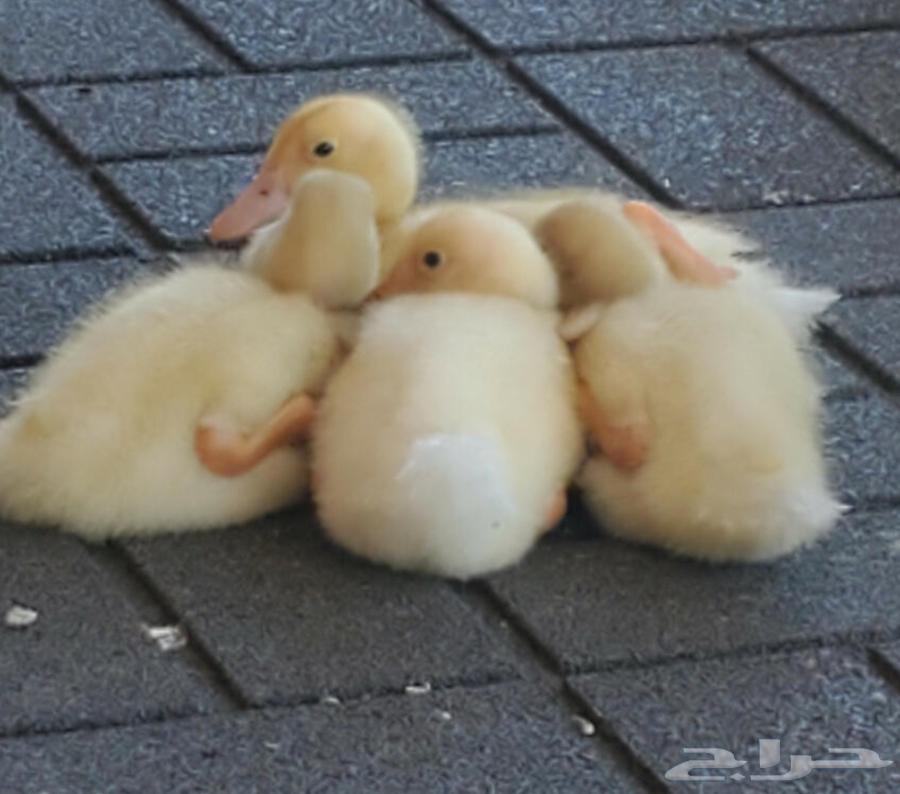 عرض اليوم الوطني 9564586264146178113