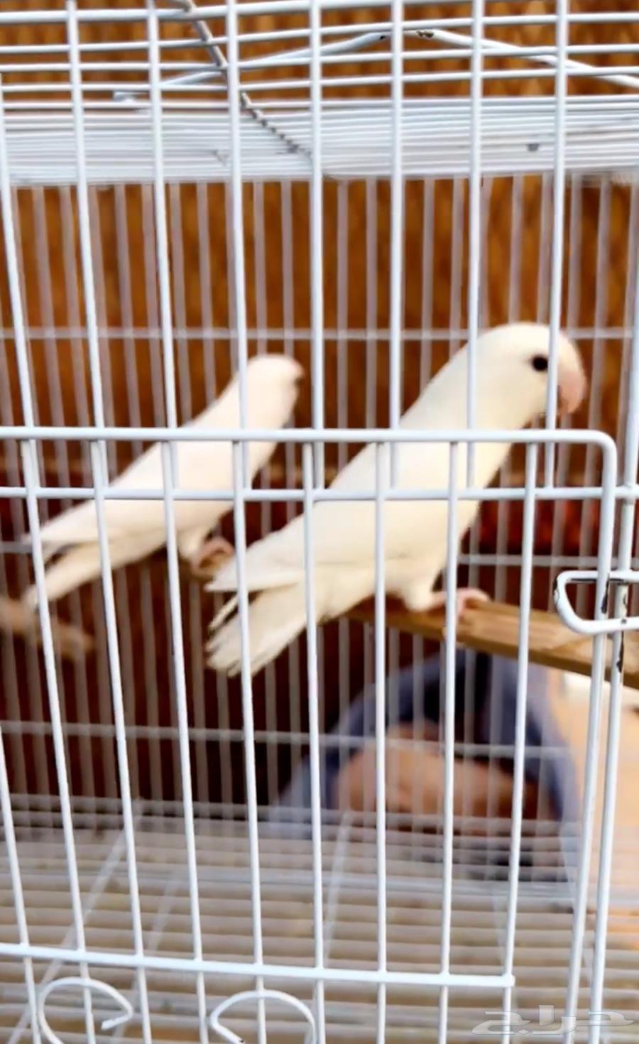 روز البينو منتج احجام64587206263681111