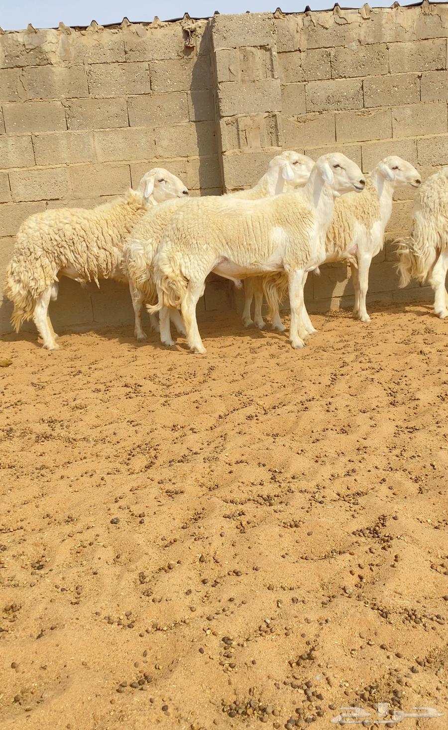 للبيع فحول حري حرش صنف64583357843202113