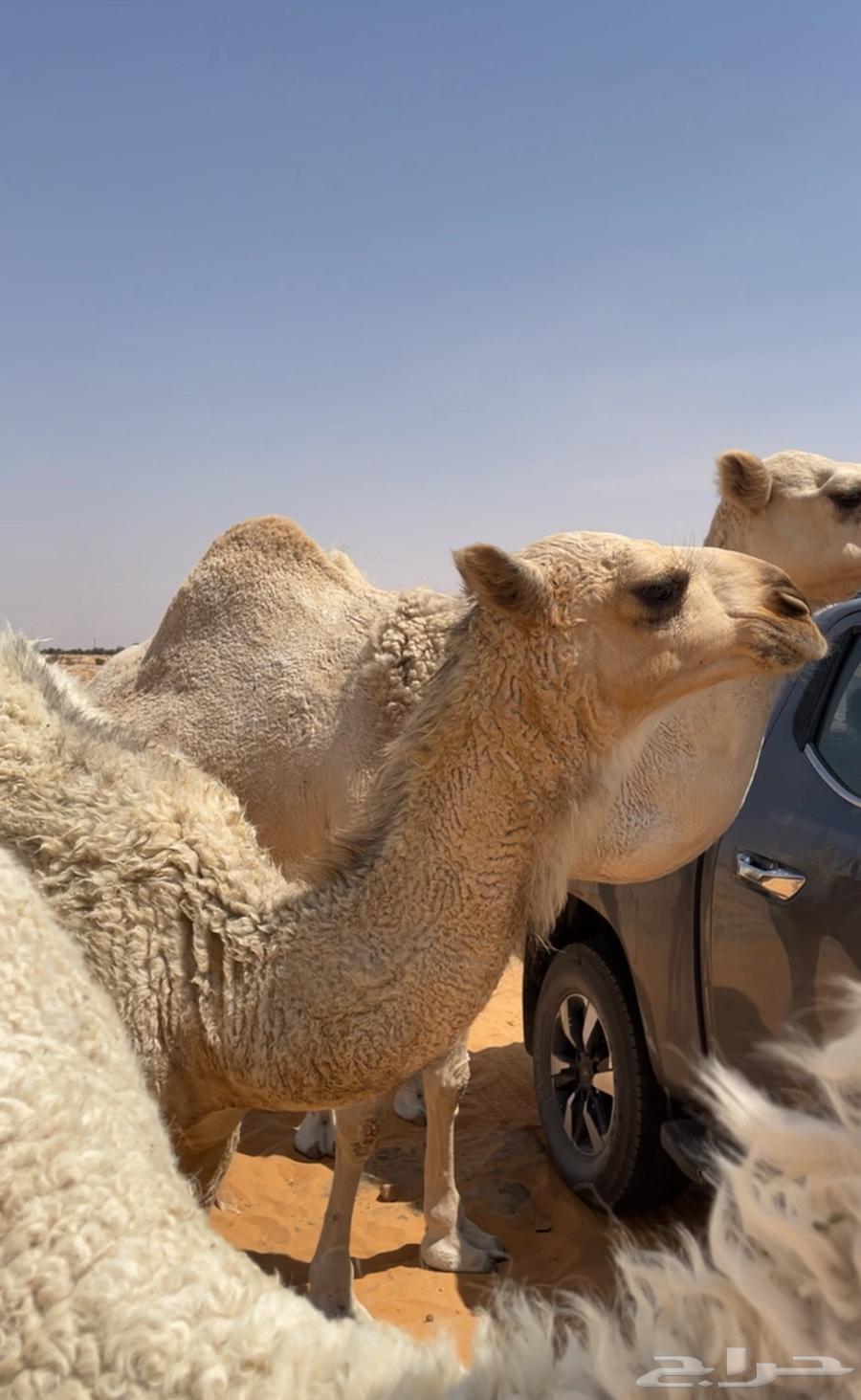 بكره باتليه مخلوله طيبه على زمل الثقفي64584106922243110