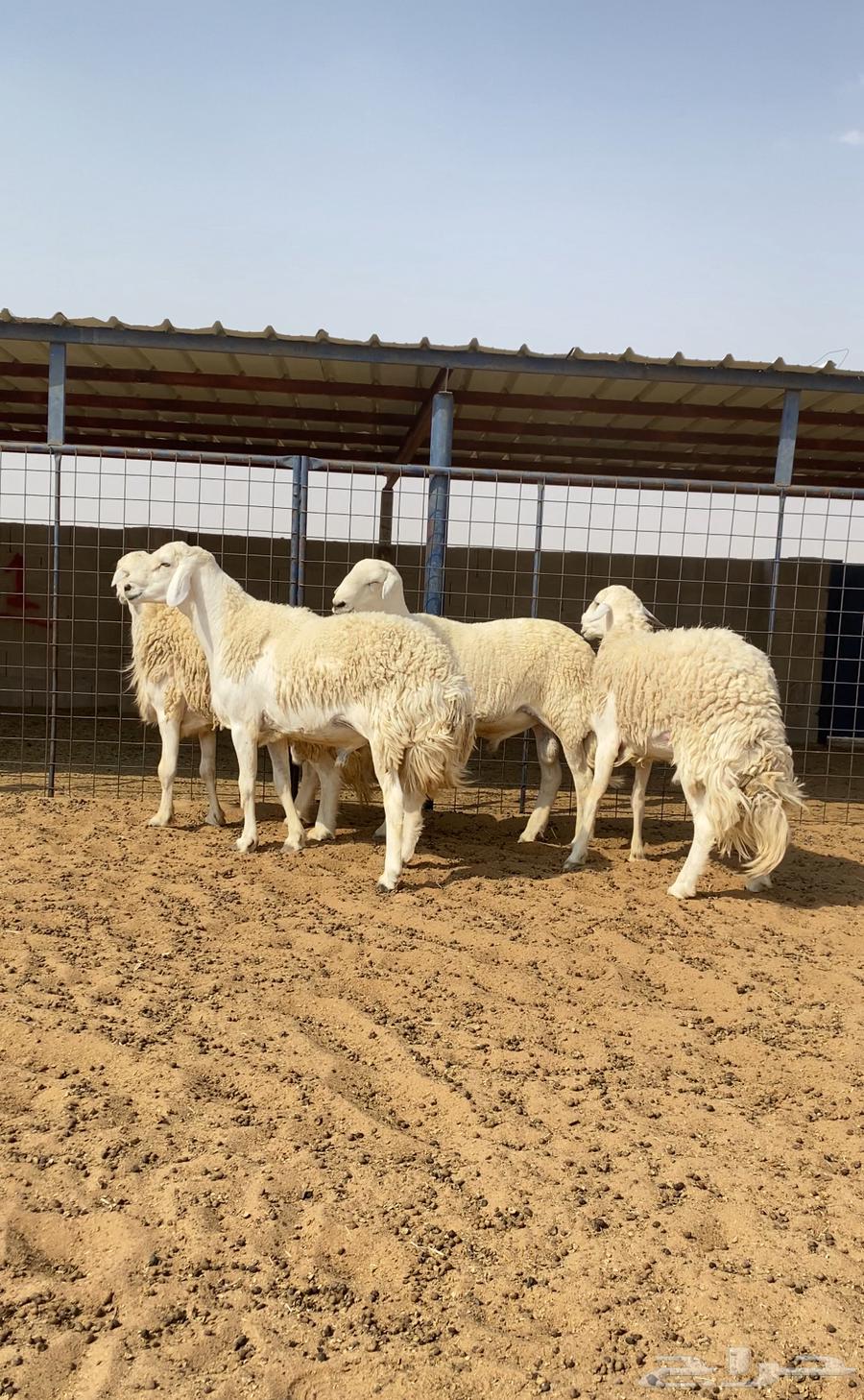 للبيع فحول حري حرش صنف64583357843202112