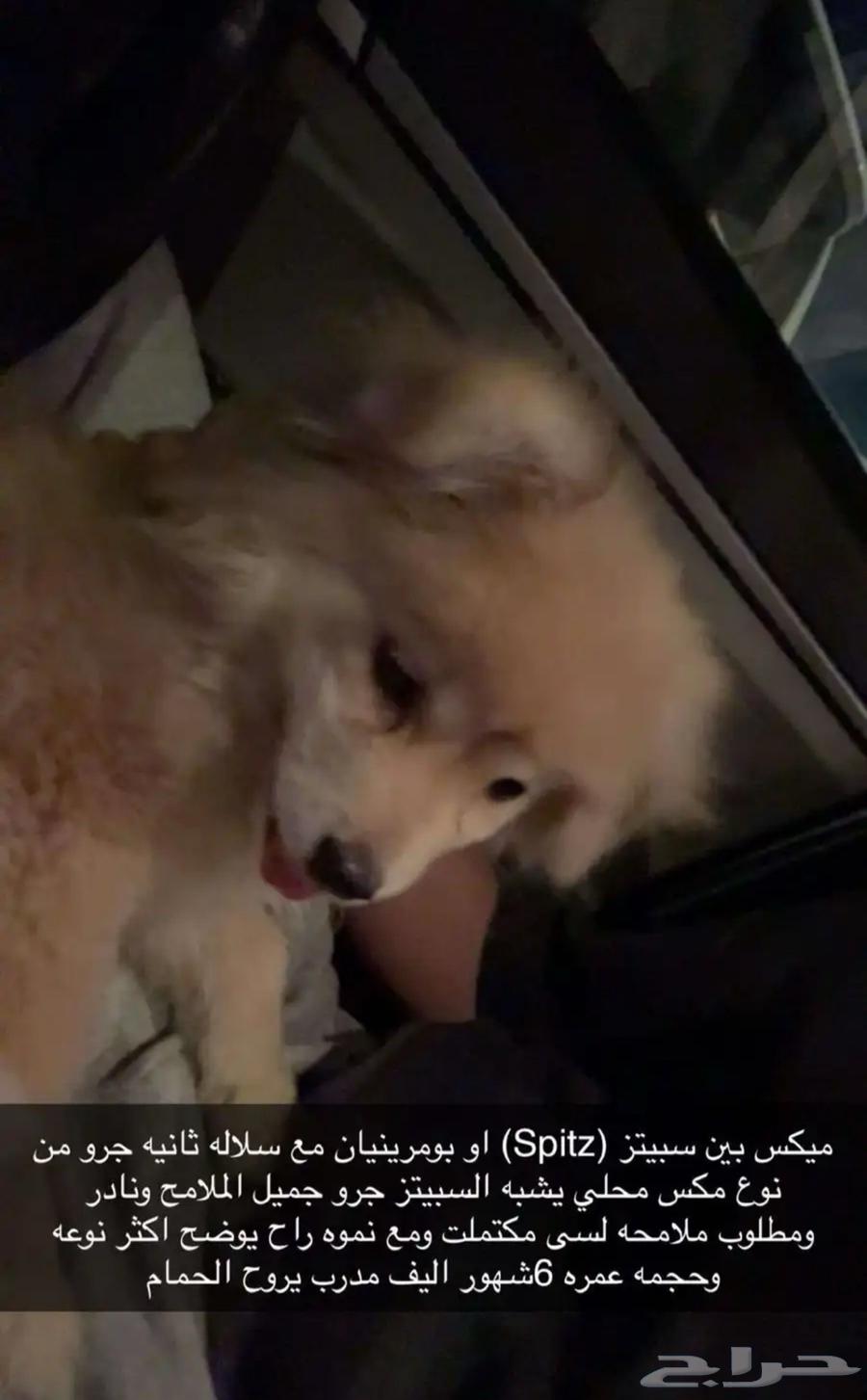 كلب للبيع و نوعه و عمره في الصوره سعره 150064586029483266110