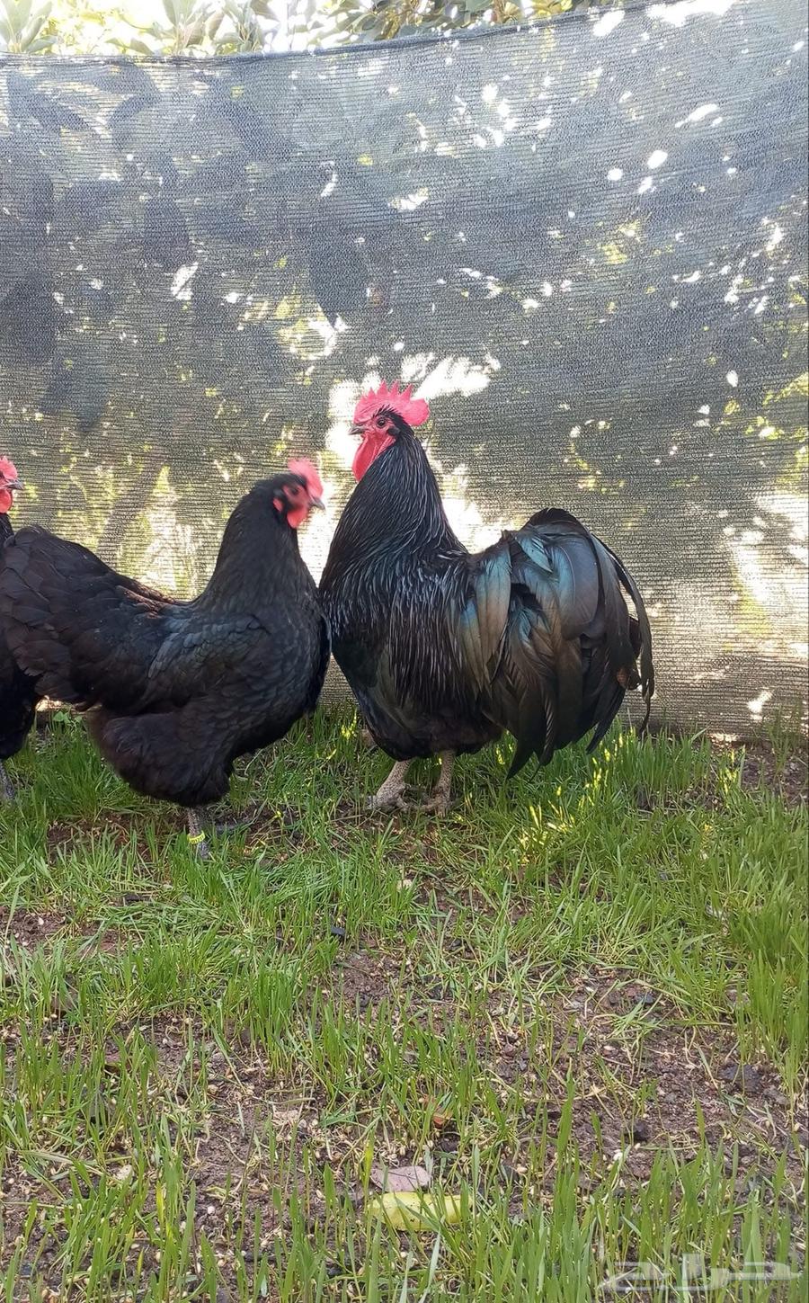 للبيع دجاج استرالوب منتج64587565180802111