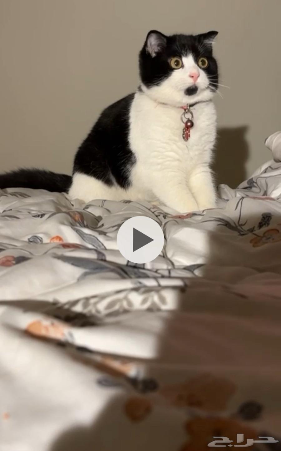 قط سكوتش فولد64585893641217111