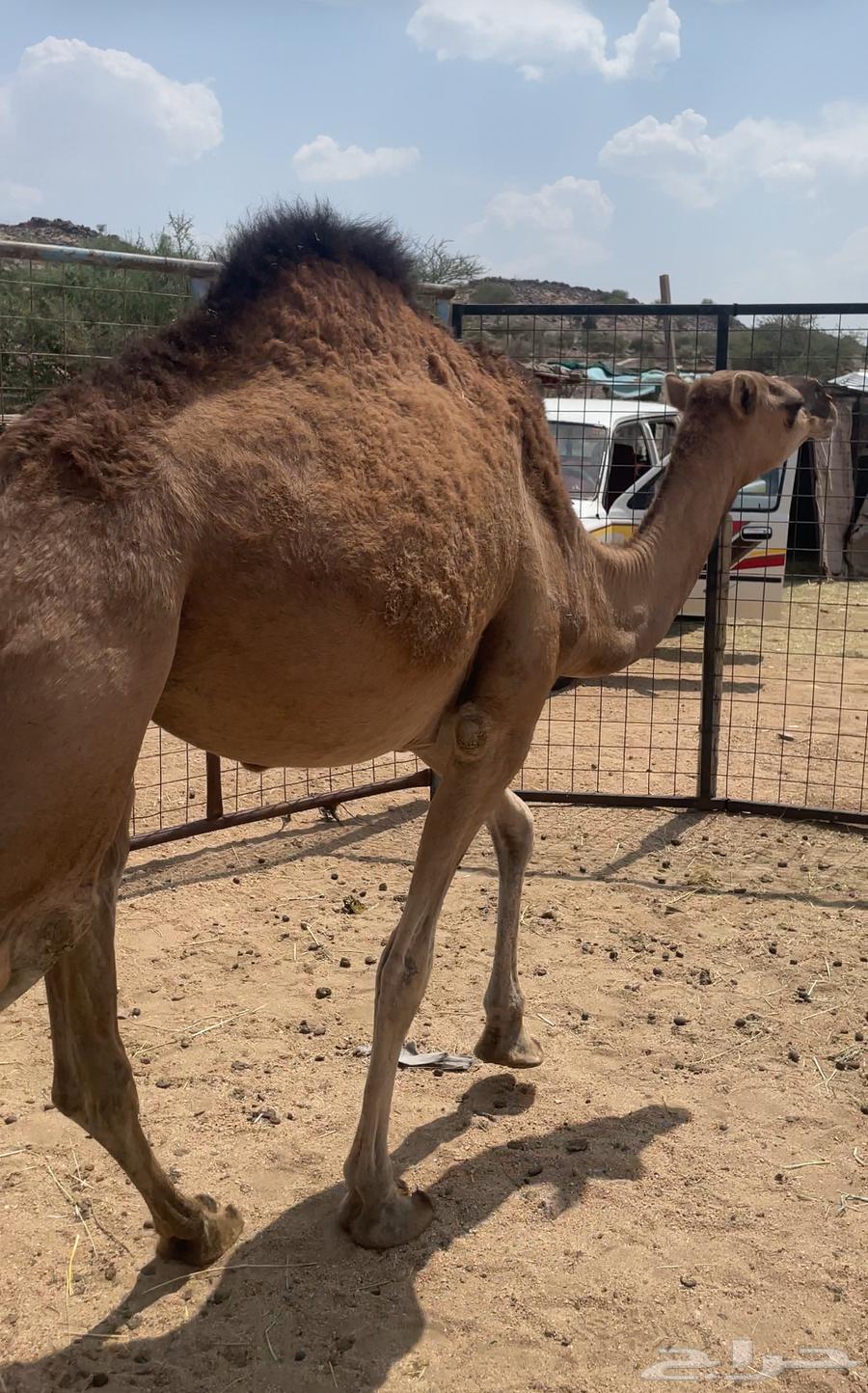 للبيع بكره64587022576897111