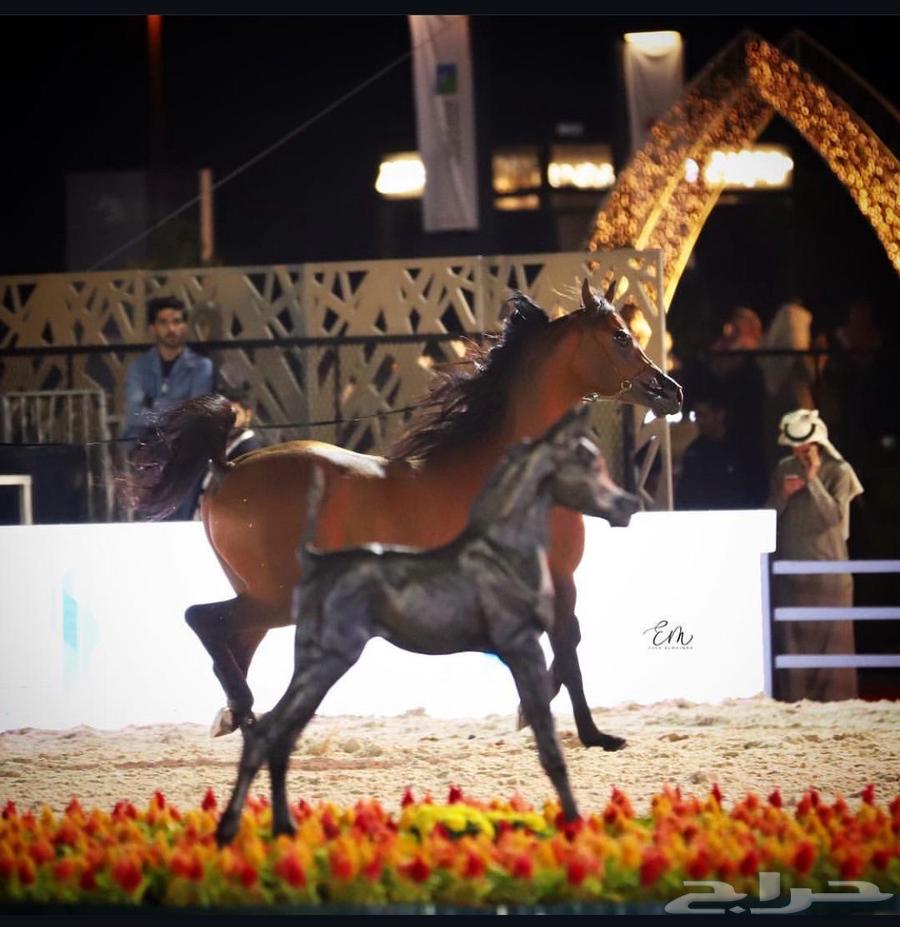 فحل مربط فاخر64580568441602111