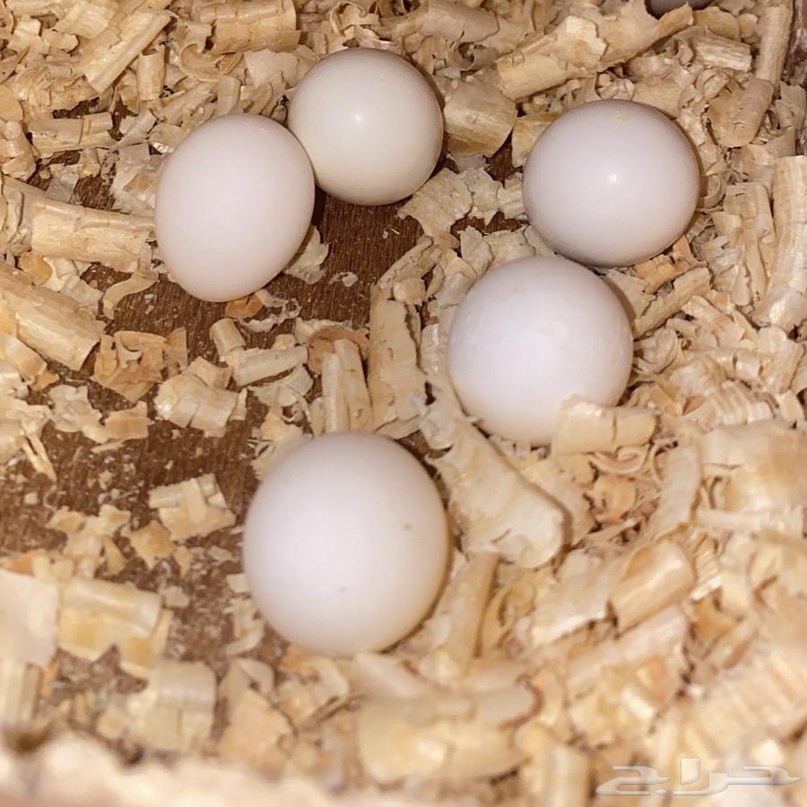 A breeding pair of Crowned Pigeons with fertilized eggs (Sold)64582813126787113