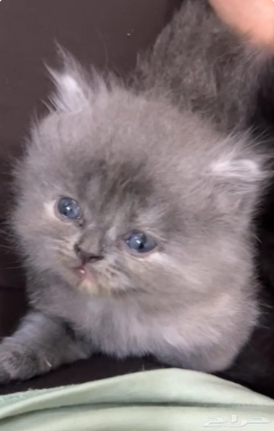 كيتن للبيع64585807506305113