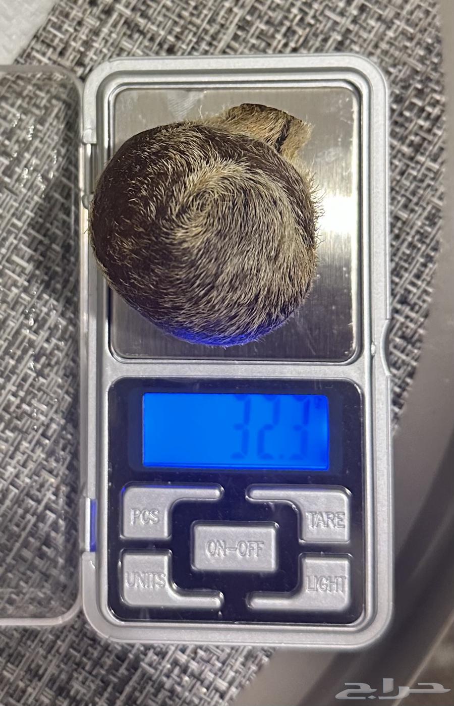 Musk Gland (Deer Musk) Only Three Pieces64469795170050113