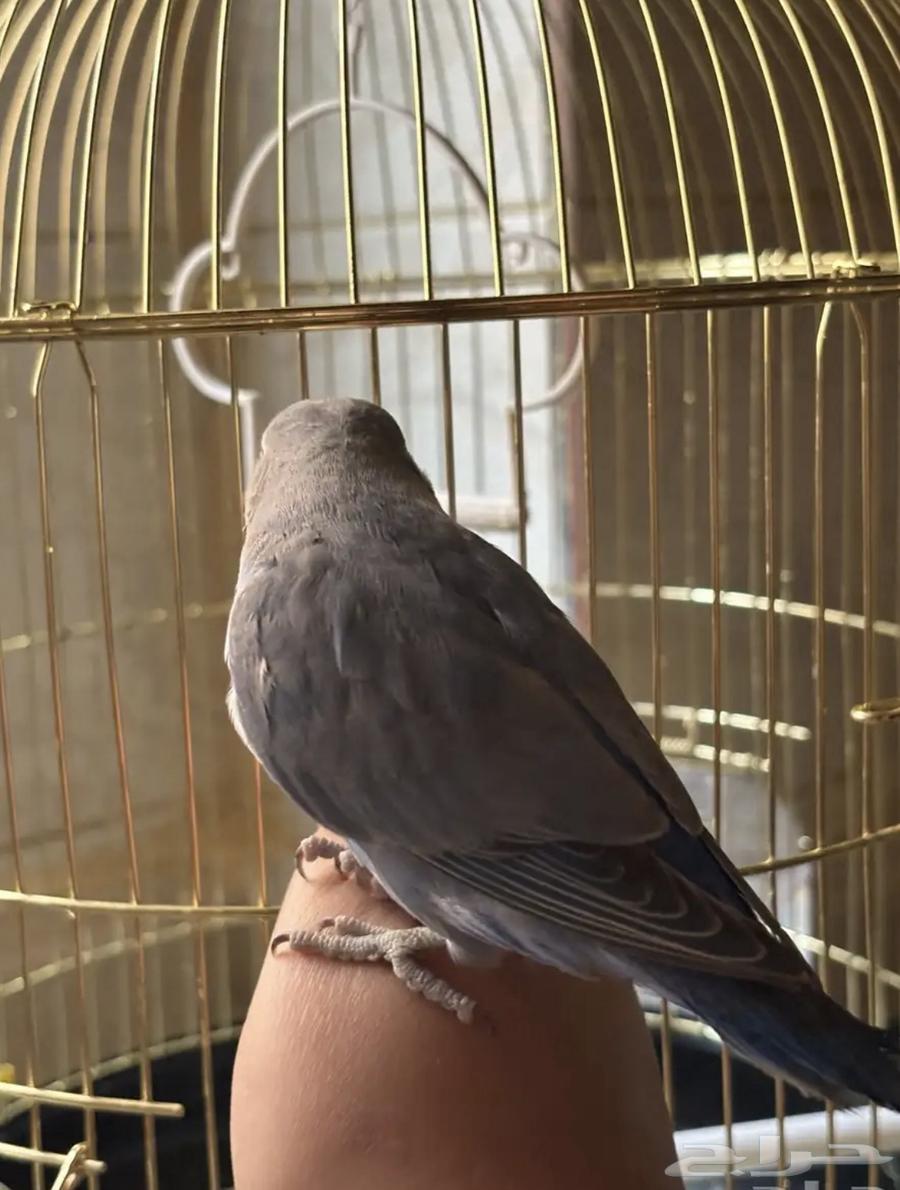 Rooster for sale at (300 SAR) negotiable up to a thousand, all ages included, age 4 months64583114233985113