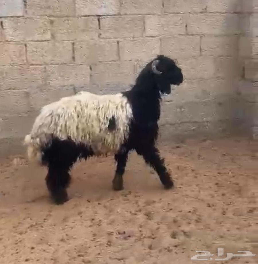 خروف نعيمي ( تم البيع )64585621900161110