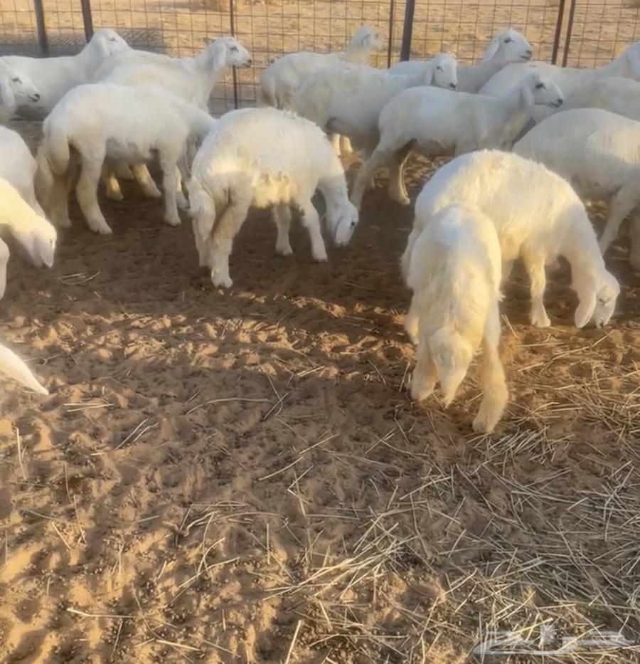 للبيع رخال حريات64586874263555110