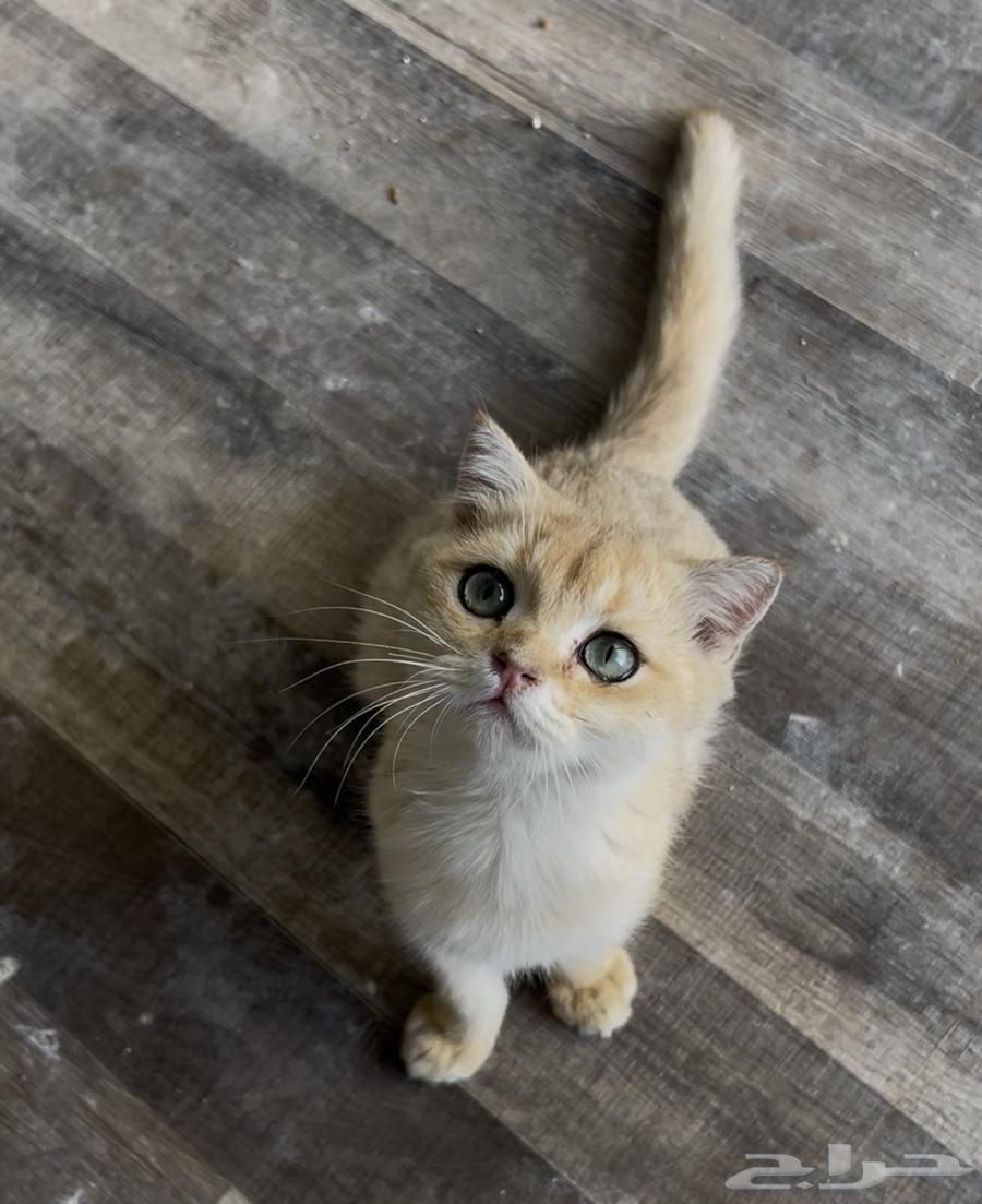 ذكر سكوتش عمر 7 شهور للبيع الرياض 300 ريال64581073091970110