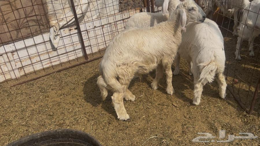 للبيع خرفان حريه فل شحم ونظاف64583313124993110