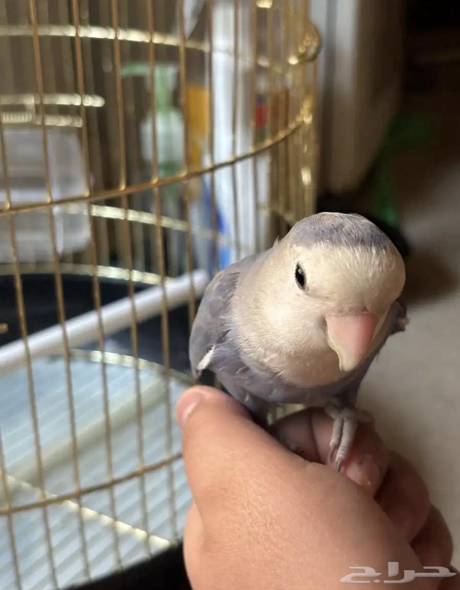 Rooster for sale at (300 SAR) negotiable up to a thousand, all ages included, age 4 months64583114233985114