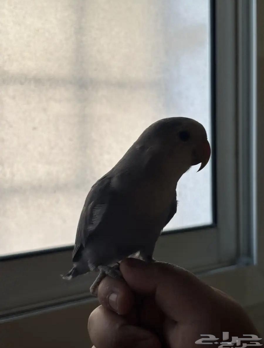 Rooster for sale at (300 SAR) negotiable up to a thousand, all ages included, age 4 months64583114233985110