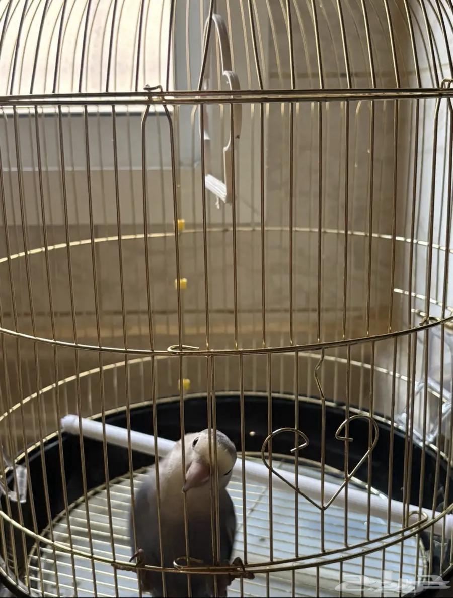 Rooster for sale at (300 SAR) negotiable up to a thousand, all ages included, age 4 months64583114233985111