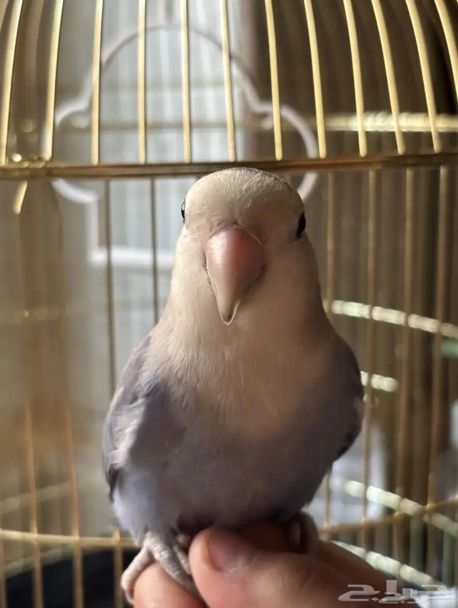 Rooster for sale at (300 SAR) negotiable up to a thousand, all ages included, age 4 months64583114233985112