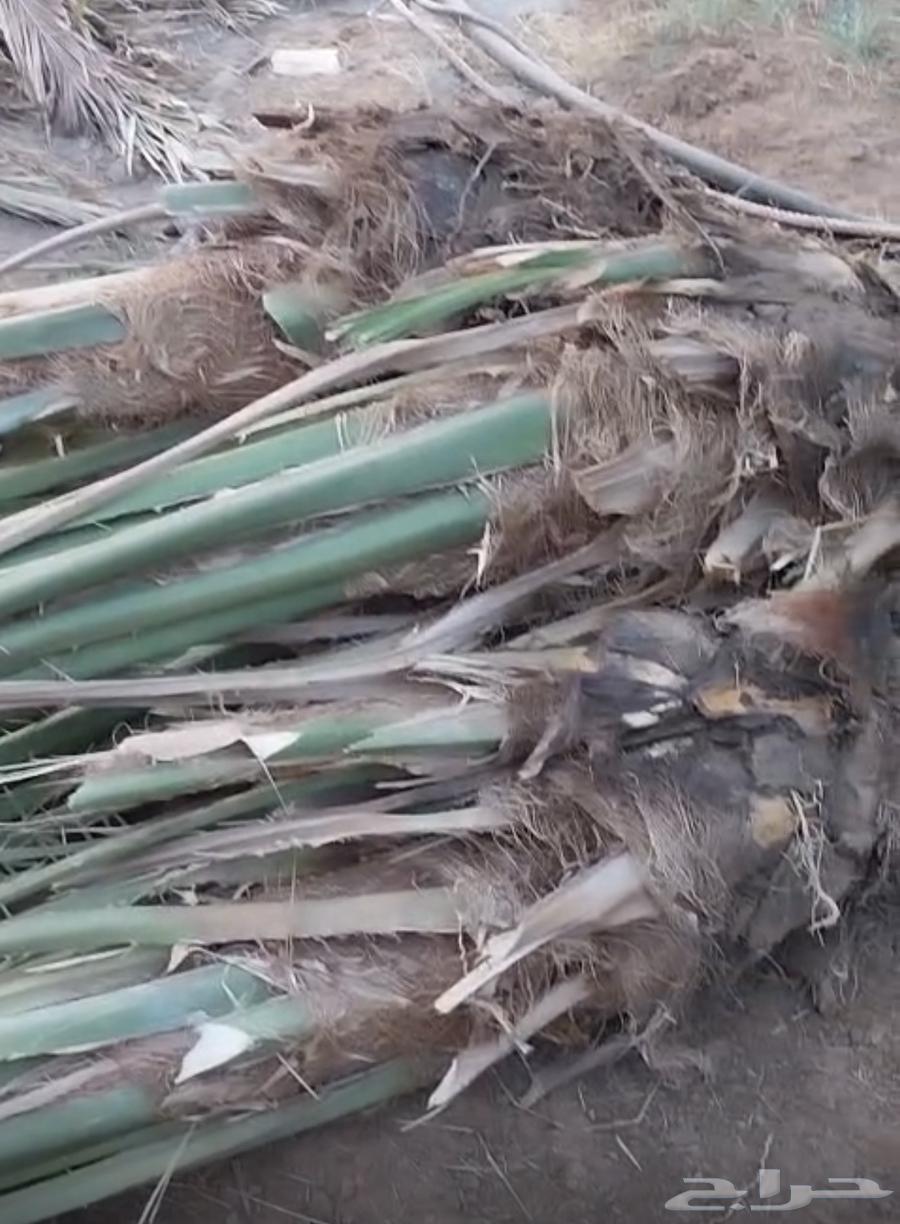 صنيه64584954059649113