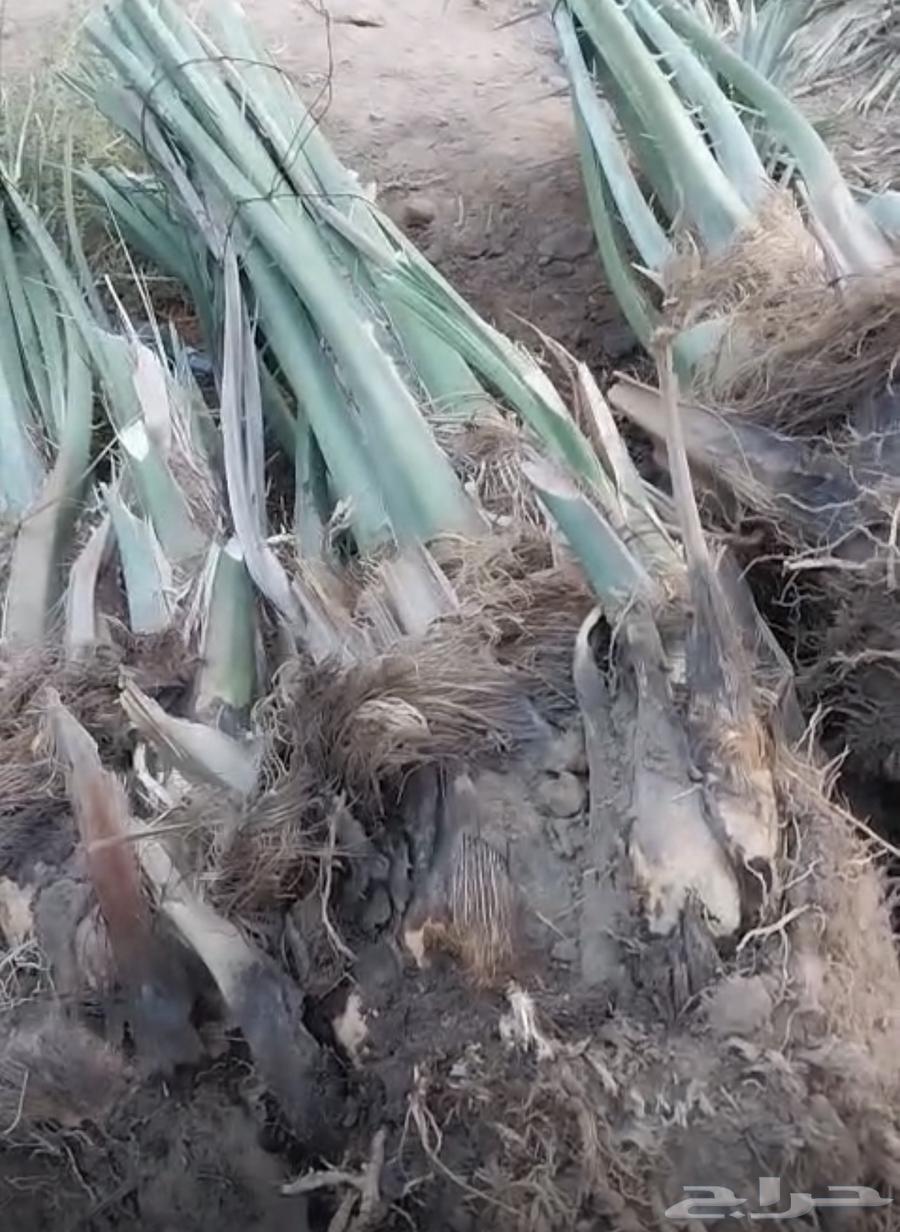 صنيه64584954059649114