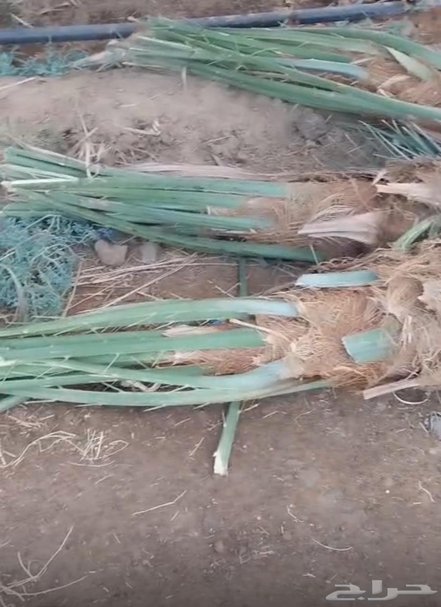 صنيه64584954059649112