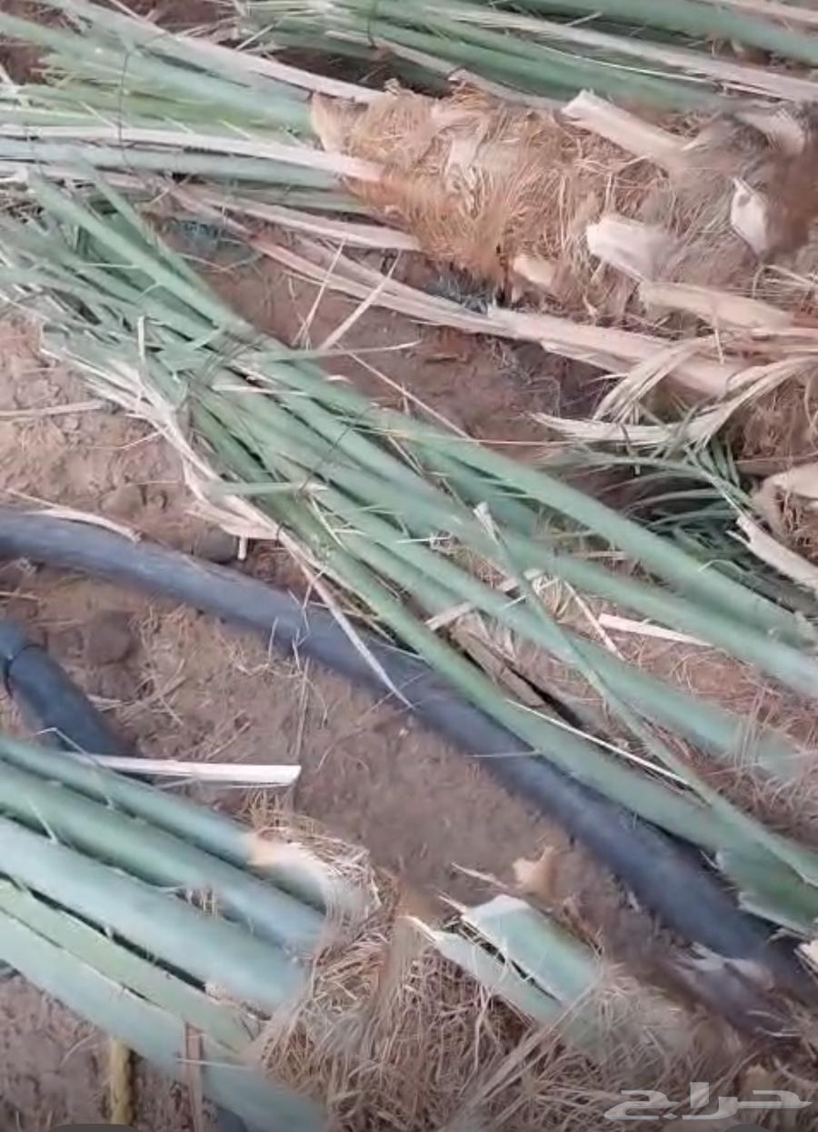 صنيه64584954059649111