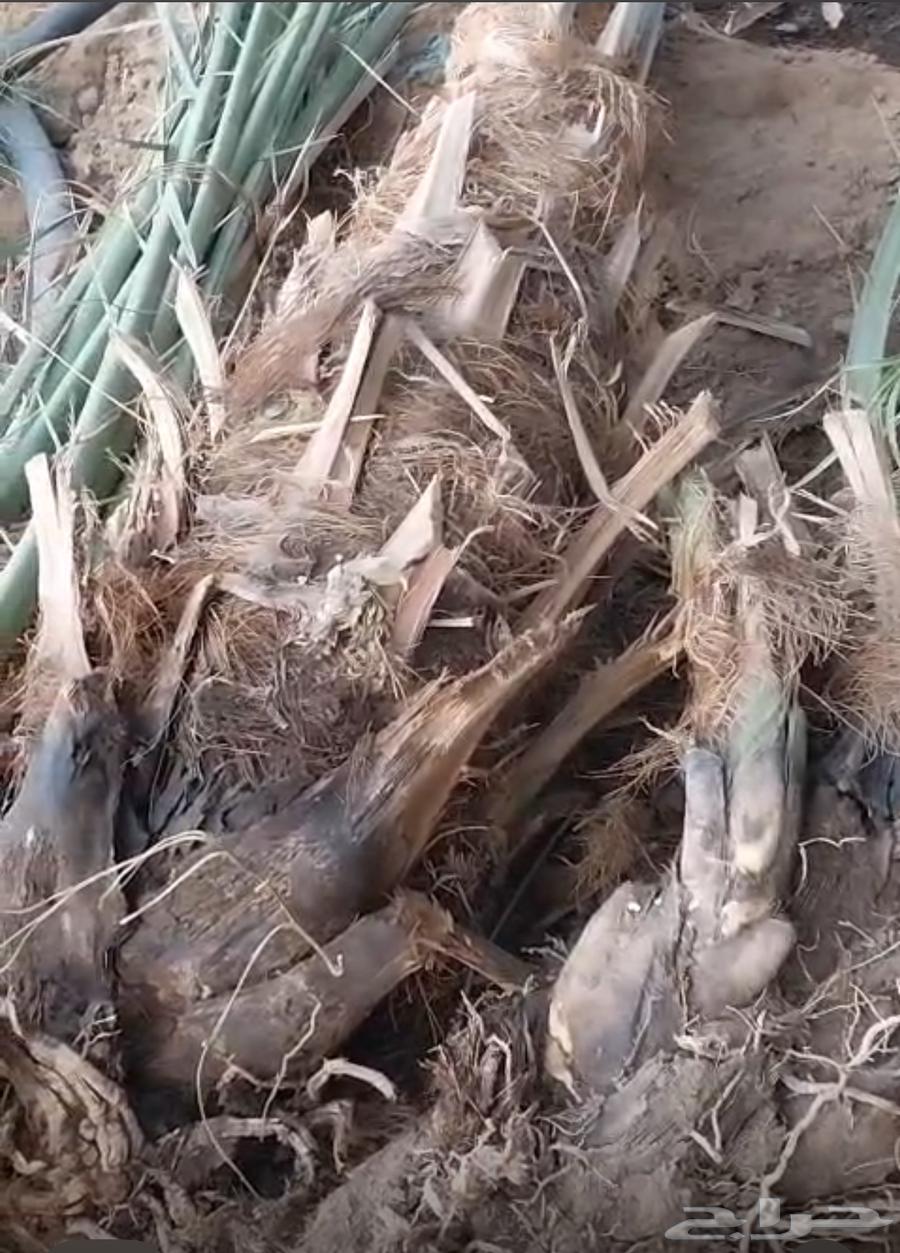 صنيه64584954059649110